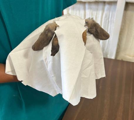 SPOTLIGHT ON 4-H OCTOBER RABBIT PROJECTS