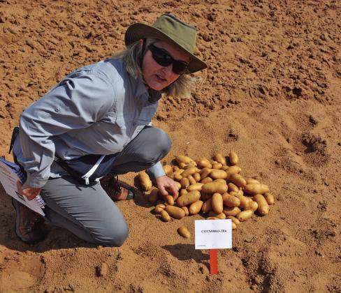 Potato breeding field day set for July 18 between Springlake and Littlefield