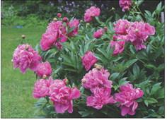 FOR PERFECT PEONIES set roots with buds into a shallow bed not more than 1 inch depth. Roots placed too deeply may produce shoots the next season but will fail to bloom. These need to be replanted. After moving a peony expect it to take several years to bloom. | iSTOCK PHOTO