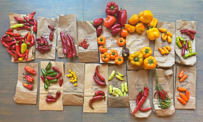 PEPPERS TO POPPERS The versatile chile pepper comes in an amazing variety of sizes and flavors. | ANGELINA LaRUE PHOTO