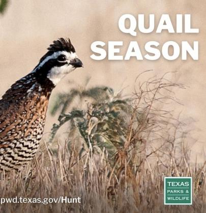 Quail populations recovering, strongest in years