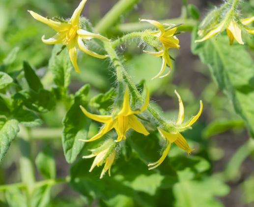 AFTER POLLINATION AND FERTILIZATION, soon a tiny tomato fruit will be visible, which then expands, elongates, and a fruit develops. However, if anthers do not vibrate, releasing pollen, there is no pollen to effect pollination. | iSTOCK PHOTO