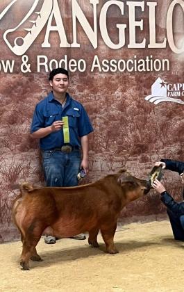 BLUE RIBBON Congratulations go to DJ Sanchez and the Holmes family for winning the 2025 San Angelo Junior Stars Gilt Show this last weekend. | FLOYDADA FFA PHOTO