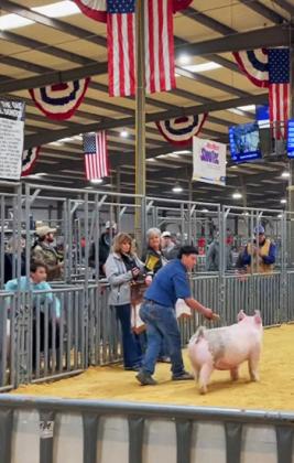 FINE SWINE Congratulations go to DJ Sanchez and the Holmes family for placing 7th with their Duroc and 10th place with their Chester in the Junior Stars Gilt Show. | FLOYDADA FFA PHOTO