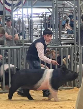 JUNIOR STARS WINNER Congratulations go to Justin Torres and the Holmes damily for being the Junior Stars Gilt Show AOC Class Winner. | FLOYDADA FFA PHOTO