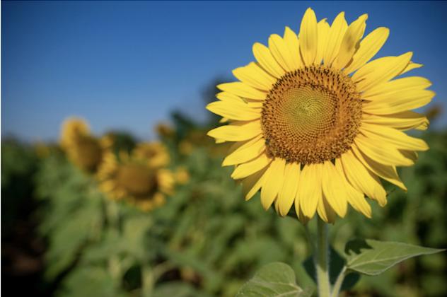 SUNFLOWER SEEDS’ high-oleic content makes them more shelf-stable and better for cooking and frying, but their monounsaturated fats retain healthy attributes. | TEXAS A&amp;amp;M AGRILIFE