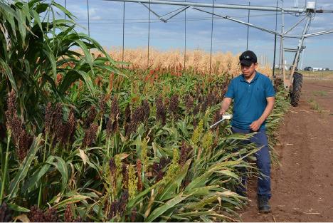 CARLOS GARCIA, Ph.D., Texas A&amp;M AgriLife Research scientist at the Texas A&amp;M AgriLife High Plains Research and Extension Center in Canyon, will look at forage management and conservation, water management, and grazing systems to help producers develop resilient forage systems. | KAY LEDBETTER/TEXAS A&amp;M AGRILIFE
