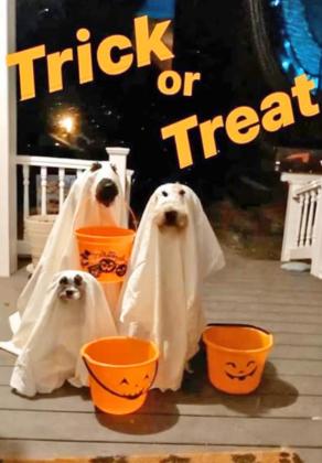 SPOTLIGHT ON HALLOWEEN FUN 2021
