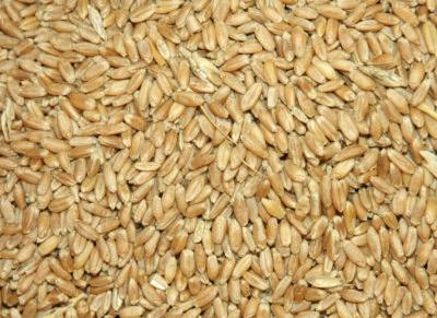 GRAIN GRADING Two one-day grain-grading workshops on Aug.1 and Aug. 2 in Amarillo are open for registration.The Texas A&amp;amp;M AgriLife Extension Service will host the workshops. | COURTESY PHOTO