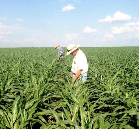 Northern Panhandle pest scouting school set April 13 in Amarillo