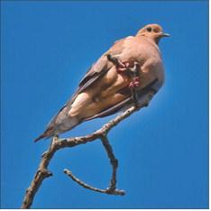Strong Dove population numbers anticipated as hunters fly toward opening day