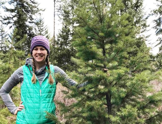 Cutting your own Christmas tree on National Forest land