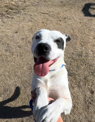 FOR ADOPTION IN FLOYDADA: SPIKE