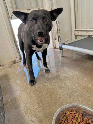 FOR ADOPTION IN FLOYDADA: HARLOW (courtesy of Andrea Sandoval)