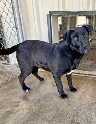 FOR ADOPTION IN FLOYDADA: WILLOW (courtesy of Andrea Sandoval)