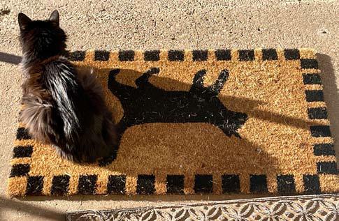 Farewell to Keiko the Christmas Cat
