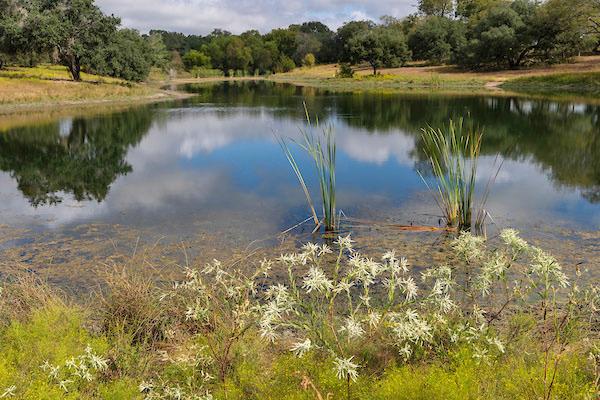 AG WEBINAR The Texas A&amp;amp;M AgriLife Extension Service will host a webinar on May 20, focusing on the latest research assessing traditional agricultural lime versus commercially available liquid lime products for buffering and clearing ponds. | MICHAEL MILLER/ TEXAS A&amp;amp;M AGRILIFE