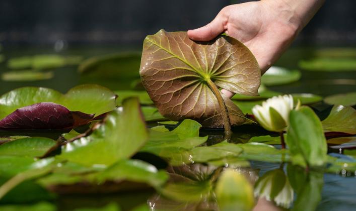 JULY 21 WEBINAR The Texas A&amp;amp;M AgriLife Extension Service will present the webinar “ID and Management of Common Aquatic Vegetation”on July 21 from 6-7:30 p.m. | LAURA McKENZIE,TEXAS A&amp;amp;M AGRLIFE PHOTO
