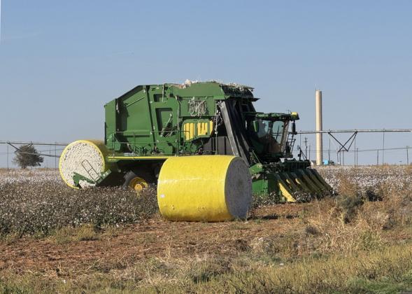 COTTON CROP across the Panhandle, South Plains and Rolling Plains is improved somewhat over past two years. Shown is harvest in progress last week at Rhineland, on the Rolling Plains in Knox County. | HESPERIAN-BEACON