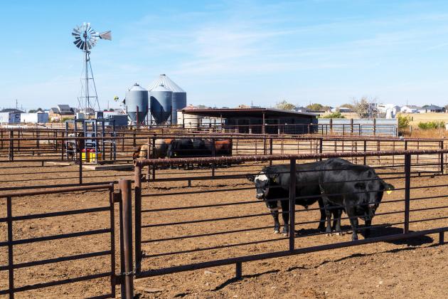 PREPARE NOW Livestock producers need to begin planning and preparing now as the New World screwworm moves closer to the Texas-Mexico border. | MICHAEL MILLER, TEXAS A&amp;amp;M AGRILIFE PHOTO
