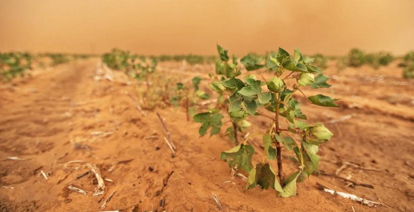 Texas’ cotton industry is facing its worst harvest in years — costing the state more than $2 billion