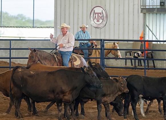 demonstrations are a part of the 50 hours of training and 30 courses covering new technologies and hot topics in beef cattle production that are offered during the Texas A&amp;amp;M Beef Cattle Short Course in College Station. | Michael Miller/ Texas A&amp;amp;M AgriLife