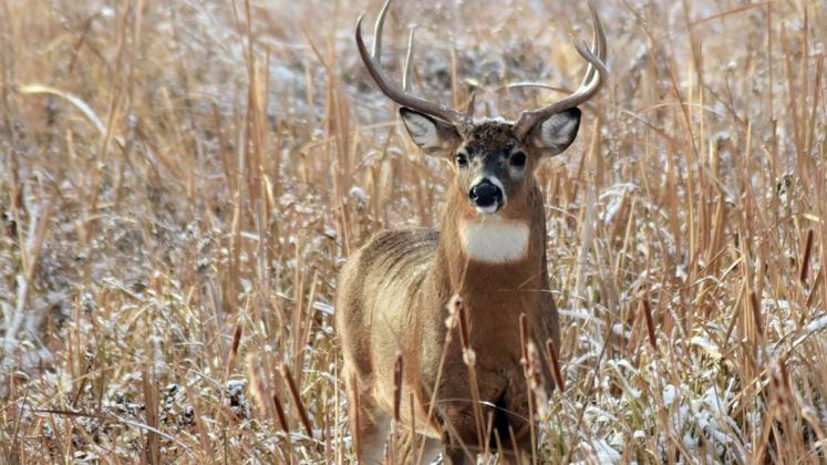 DEER SEASON Texas Parks and Wildlife Department predicts white-tailed deer hunting to be good for 2026-27. | TPWD PHOTO