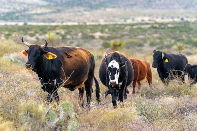 BUILDING BACK The Southwest Beef Symposium will address building back herds after the drought. | TEXAS A&amp;amp;M AGRILIFE PHOTO BY MICHAEL MILLER