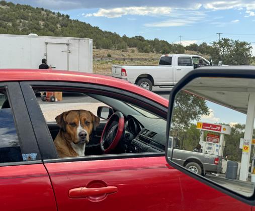 DON’T FORGET WINONA At the small Route 66 town east of Flagstaff, Arizona, this pooch looks ready to motor west.