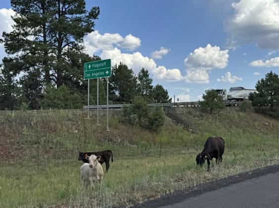 COWS GRAZE in the shoulder between Old 66 (on the right) and Interestate 40 to the left on the way to the Grand Canyon gateway of Flagstaff.