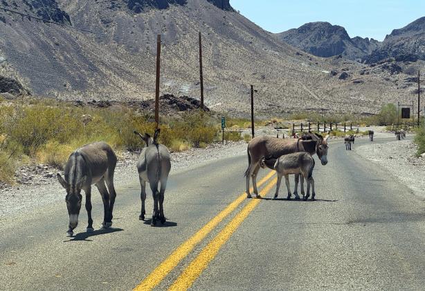SPOTLIGHT ON ROUTE 66 RAMBLE: DAY 8, ARIZONA