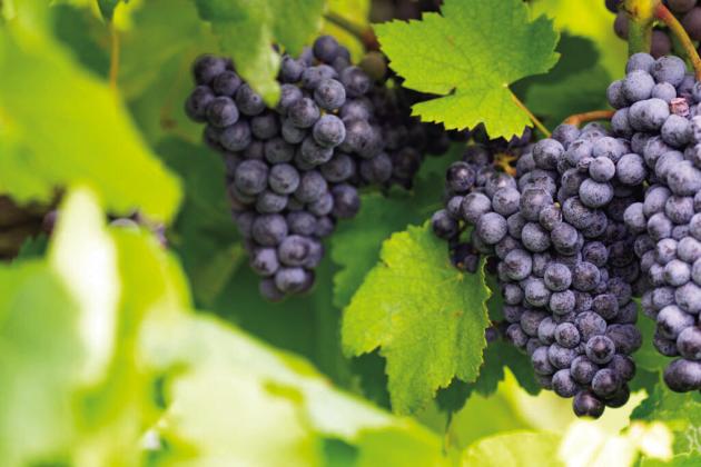GOING GRAPE People interested in learning more about growing grapes in the Panhandle region can attend the Panhandle Grape and Wine Tour on Oct. 21.