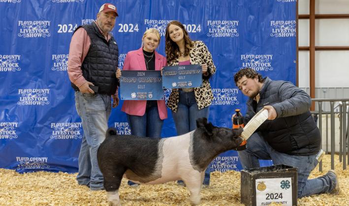 GRAND CHAMPION GILT KAILEIGH COOK