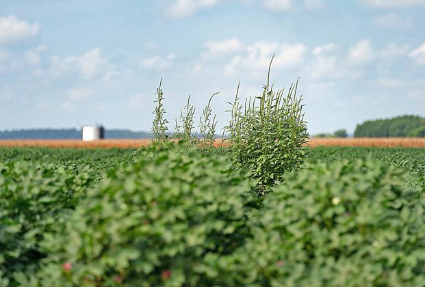 WEEDS LOVE WET WEATHER An abundance of moisture in some areas of Texas has left producers fighting weeds that have outgrown the crop canopy. | LAURA MCKENZIE/ TEXAS A&amp;amp;M AGRILIFE
