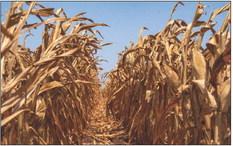 CROP DAMAGE Texas summer-grown crops such as corn and sorghum is better than compared to 2022. However, dry conditions will still take a small toll on producers in certain areas for this year’s harvest. | TEXAS AGRILIFE