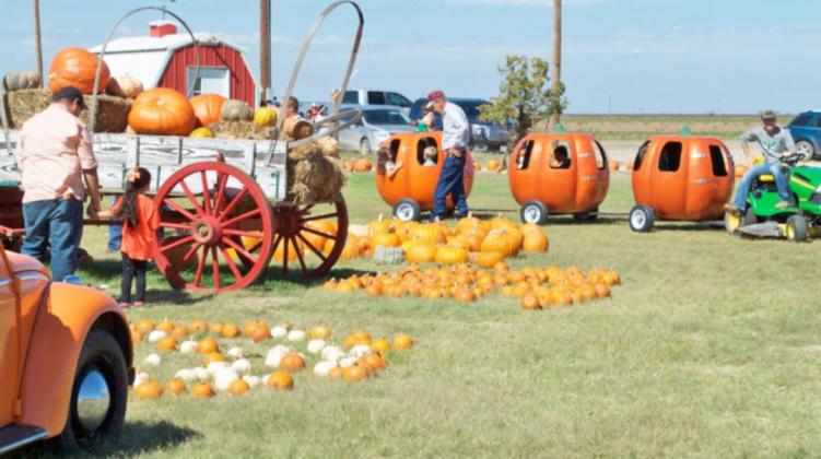 PUMPKIN WATCH