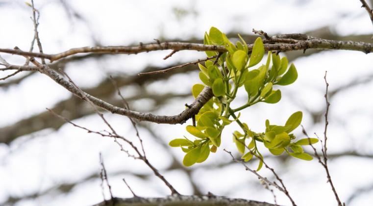 UNDERNEATH THE MISTLETOE Mistletoe is a semi-parasitic plant that can be harmful to its host plant. Clusters of mistletoe can grow as large as several feet across if left unchecked. | TEXAS A&amp;amp;M AGRILIFE PHOTO BY MICHAEL MILLER