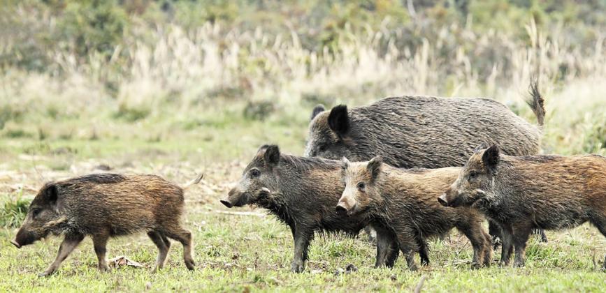 Why feral pig management is essential for new landowners