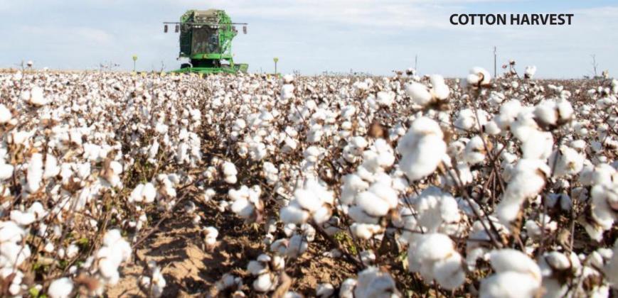 COTTON HARVEST