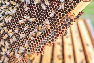 BEEKEEPING The next-step beekeeping webinar will cover Varroa mites, winterizing your bees, feeding and proper nutrition. | Texas A&amp;amp;M AgriLife photo