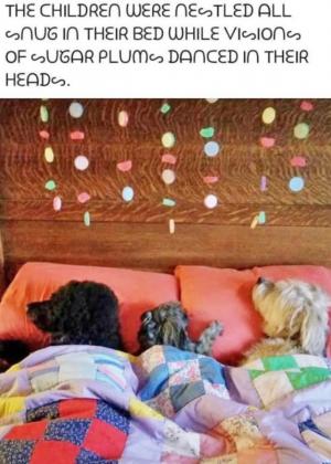 Candy canines