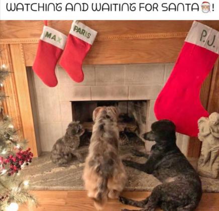 Candy canines