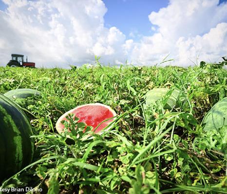 WATERMELONS ALMOST READY— but don’t harvest too early, because a melon will not get any riper after it has been harvested. | TEXAS FARM BUREAUY PHOTO BY BRIAN DiLORIO.png