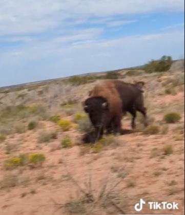 CLOSE ENCOUNTER A woman hiking in Caprock Canyons Oct. 4 came too close for comfort to a bison herd.
