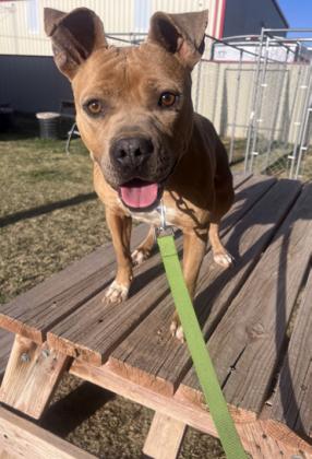 Floydada Dog of the Week
