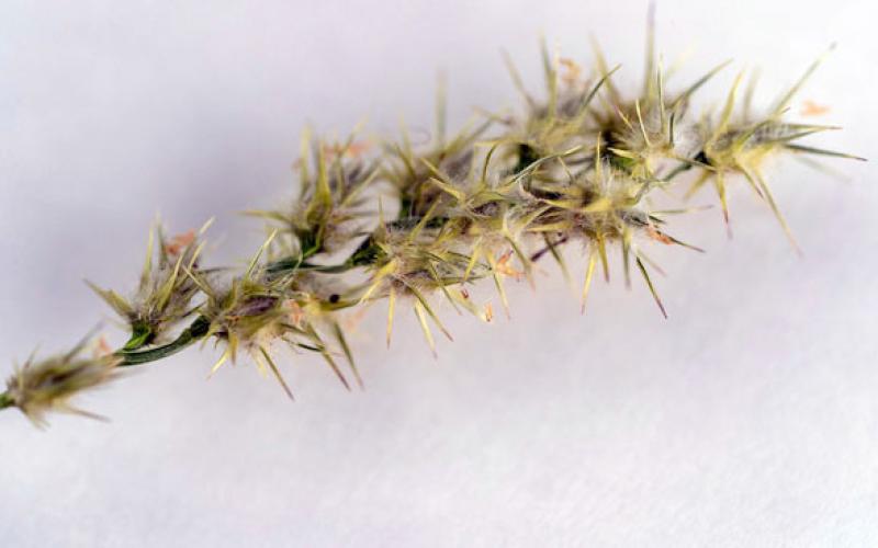 STICKERS TO SOLUTIONS The Texas A&amp;amp;M AgriLife Extension Service will present the webinar “From Stickers to Solutions: Herbicide Strategies for Sandbur Management” on March 17, 6–7:30 p.m. | MICHAEL MILLER | TEXAS A&amp;amp;M AGRILIFE
