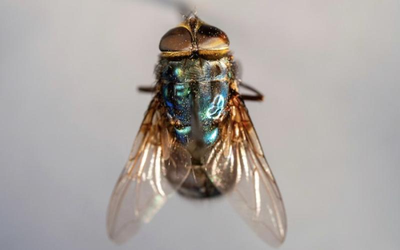 HEALTH RISKS New fact sheets addressing human and companion animal concerns with the New World screwworm have been released by Texas A&amp;amp;M AgriLife Extension Service. (Michael Miller/Texas A&amp;amp;M AgriLife)