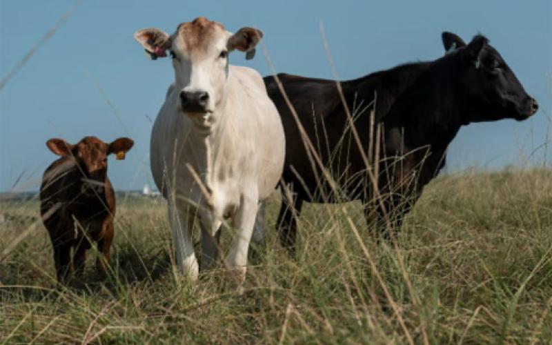 SUSTAINABILITY Texas A&amp;amp;M AgriLife is working with cattle producers to improve efficiency and reduce inputs on grazing land, helping sustain beef stocker operations. (Michael Miller/Texas A&amp;amp;M AgriLife)