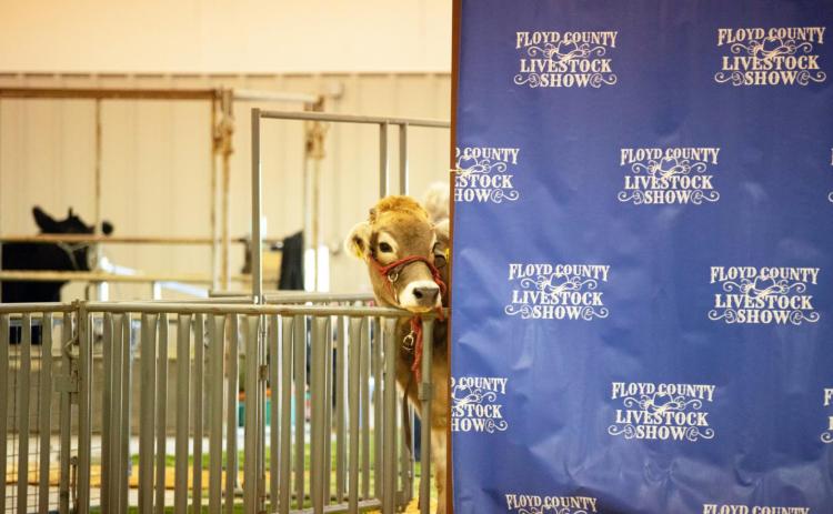JUST AROUND THE CORNER 4-H EXHIBITORS READY THEIR ANIMALS FOR THIS WEEKEND’S COUNTY SHOW | CERVANTES PHOTOGRAPHY