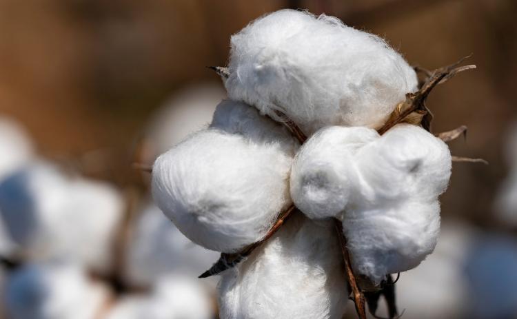 The Jan. 12 West Plains Crops Conference held in Levelland will have a session on how to protect cotton crops from insect pests. (Texas A&amp;M AgriLife photo by Laura McKenzie)